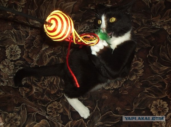 Котовторник ( 23.10. 2012. )