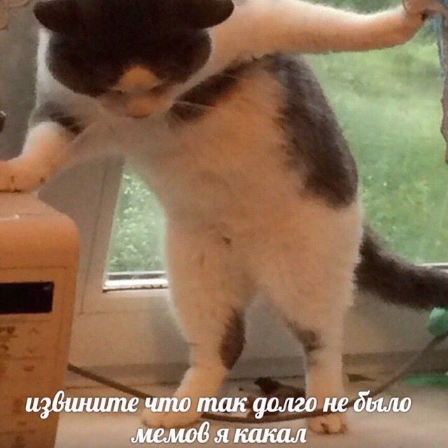 Подонковщина