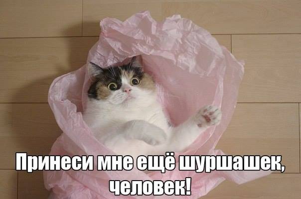 Смешные коты 25.08.20