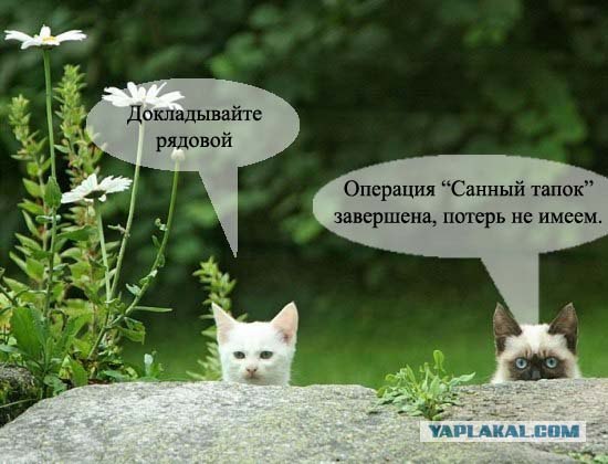 Фотожаба:Коты в засаде