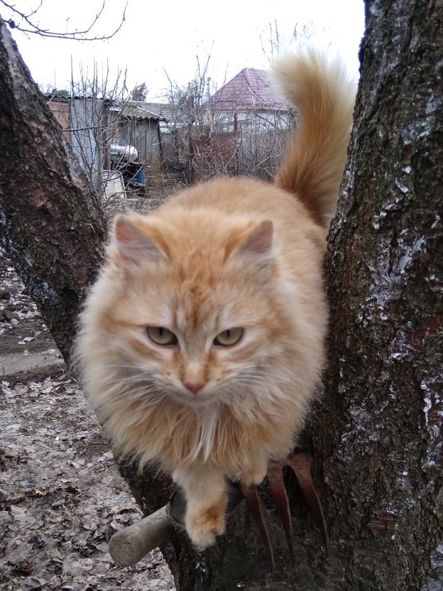 Котовторнику быть!