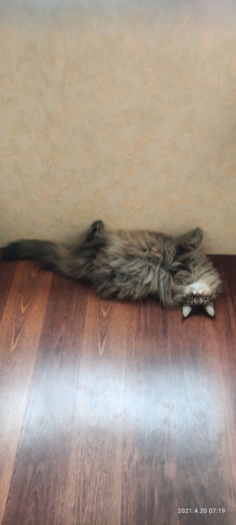 Подборка всякой живности
