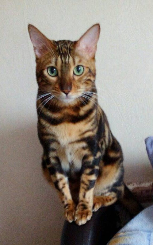 К котовторнику