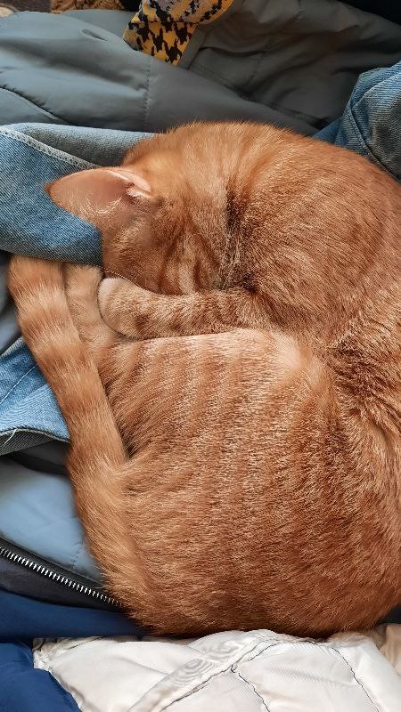 Котовторник