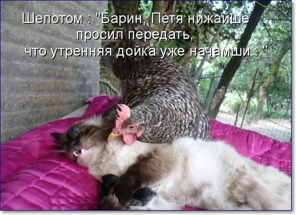 Так себе картинки 04.04.22