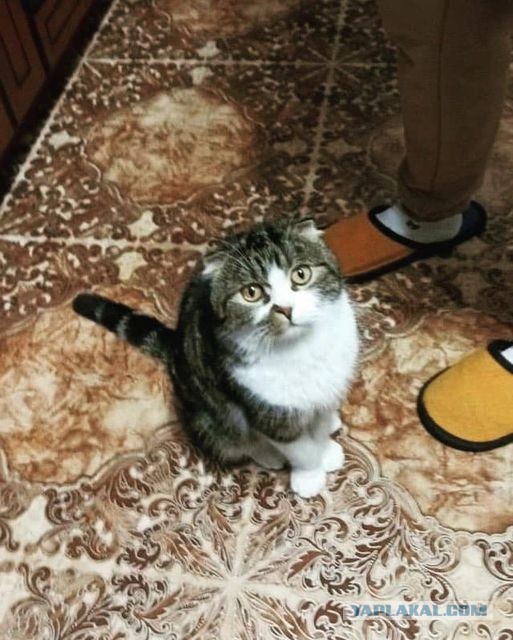 Кошки в Киеве