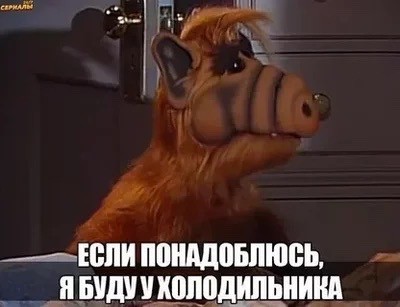 Жизнь домашнего приюта для котеек 407