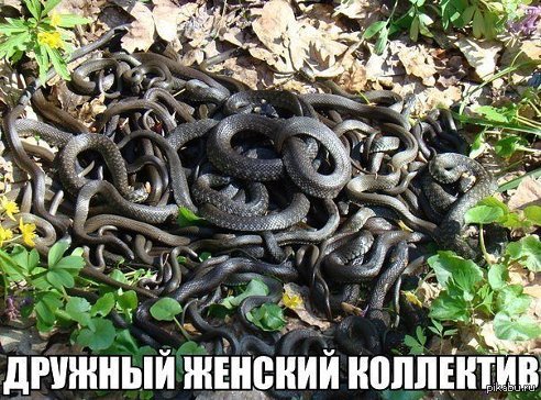 Не калечьте берёзы! Как правильно собирать берёзовый сок