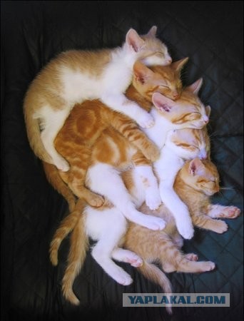 Кошачья пантомима