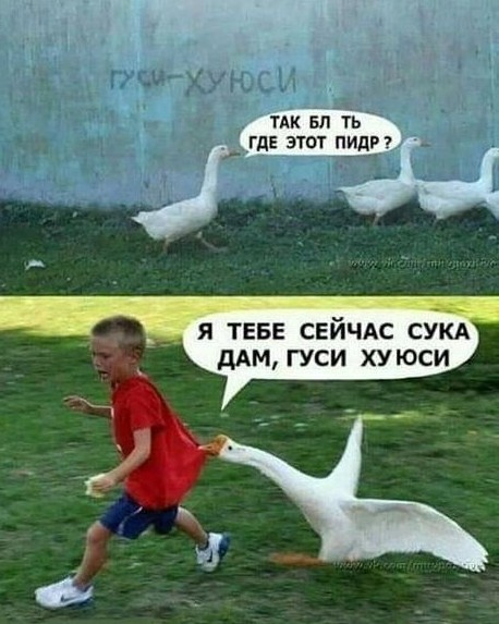 Гусь огонь