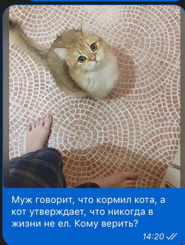 Весёлый полтишок 01.11.24