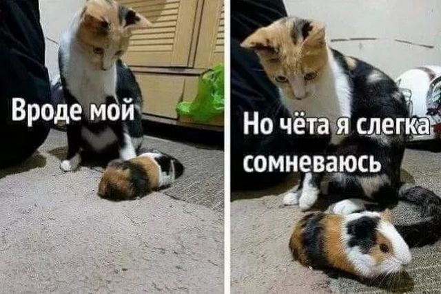 Веселые картинки к понедельнику (16.12)