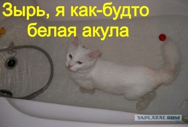 Хвастунишки