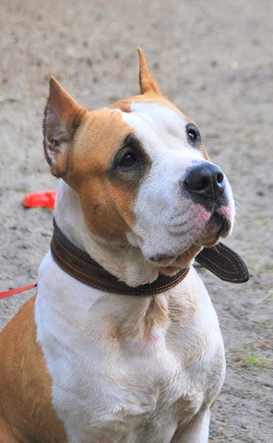 Посвящается противникам бойцовских пород