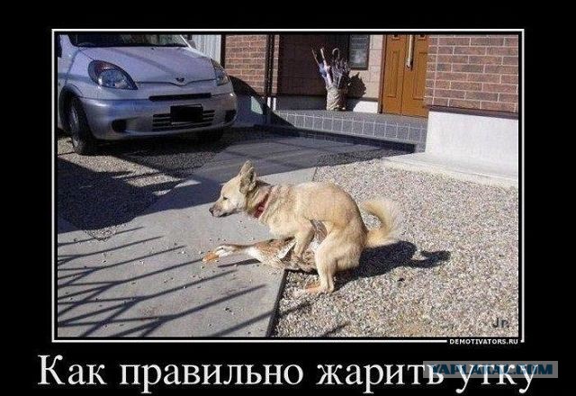 Утка - советчик