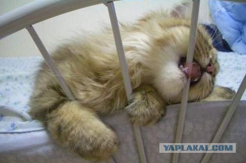 Ужасное ДТП