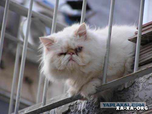 Глуповатый и одновременно смешной котенька)))