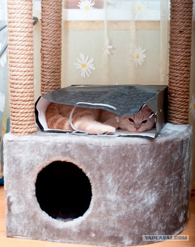 Котовторник  25.03.2014