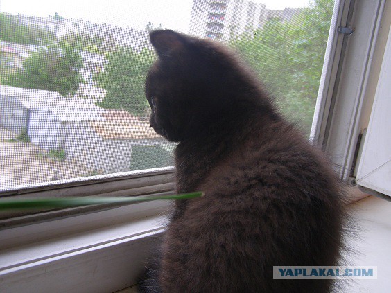 С Котовторником!