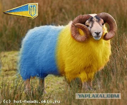 Дейли мейл о свадьбе Моторолы)))