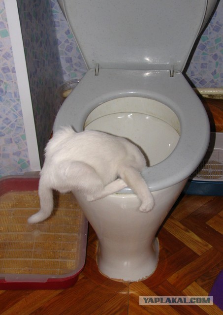 Котовторник 05.08.2014