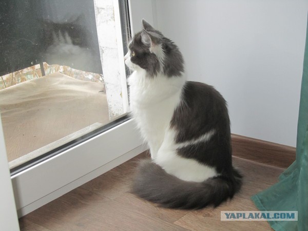 История еще одного котенка