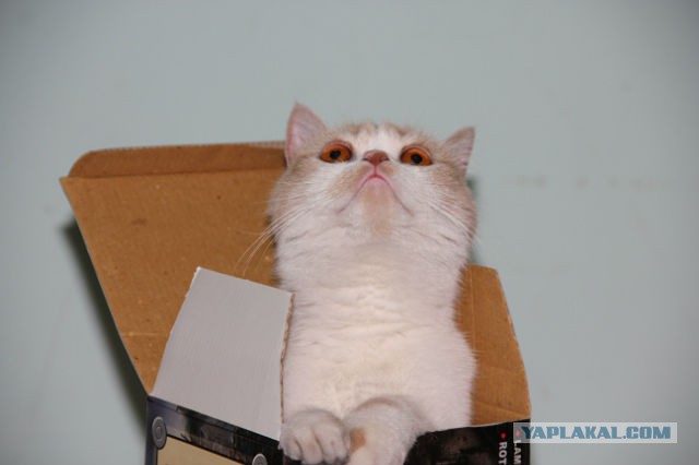 Котовторник 09.09.2014