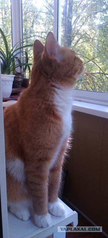 Котовторник 09.09.2014