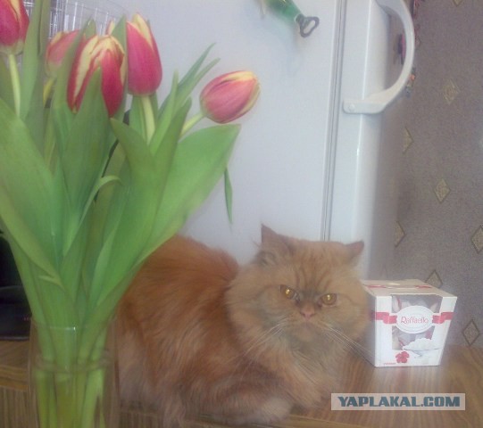 Котовторник 27.01.2015