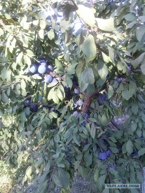 Юг Казахстана