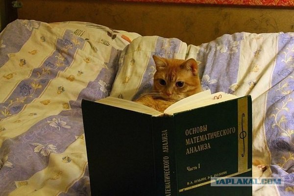 Прикольные картиночки