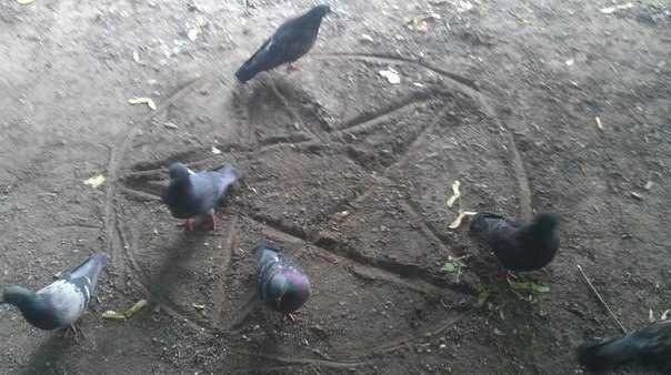 Наглые пернатые морды