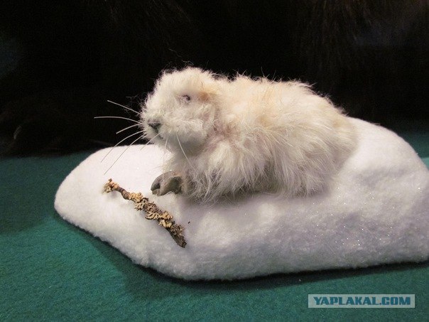 Чучело лисы