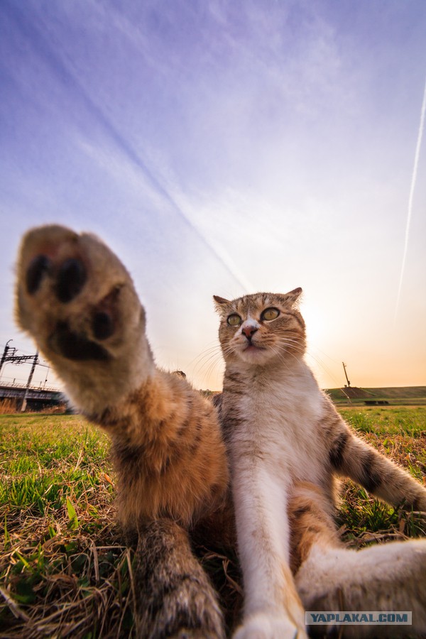 Котовторник 25.08.2015