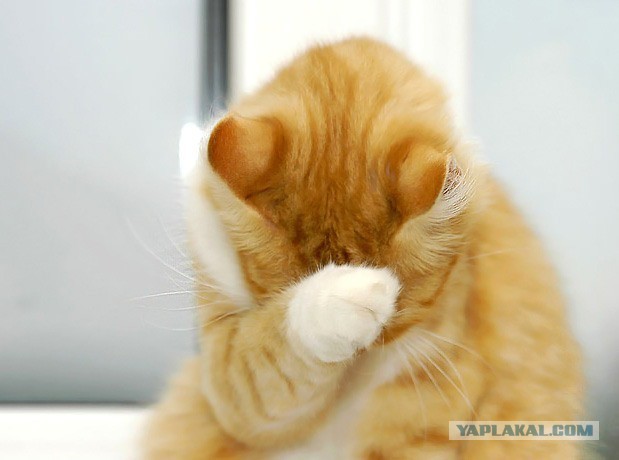 С Языка Тролля упал человек