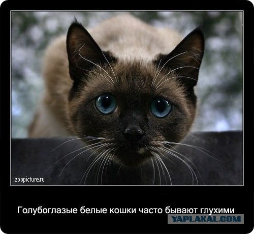 Интересные факты о кошках