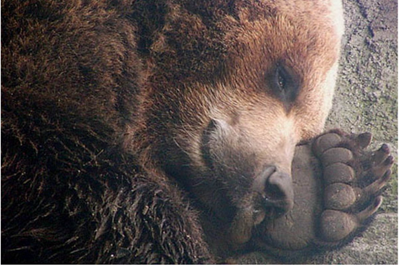 Как спит медведь в берлоге