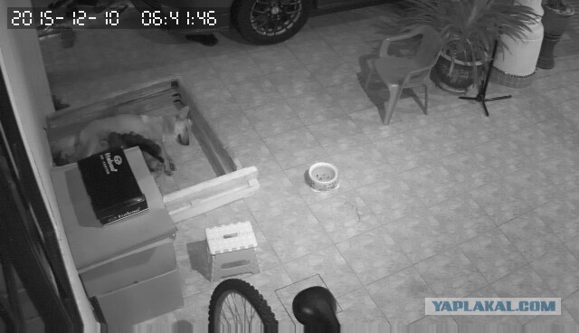 За что я люблю китайцев