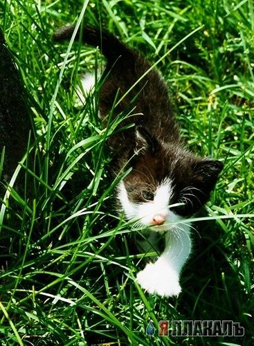 Коты, кошки, котята