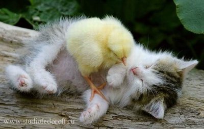 Коты, кошки, котята