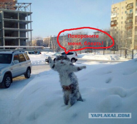 В Омске из мёртвого кота сделали памятник