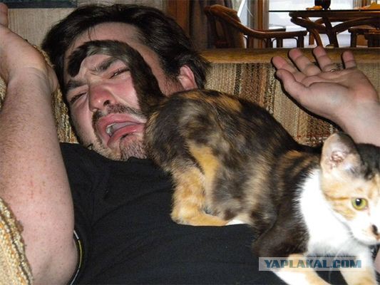 Злые шутки или минутка сарказма на ЯП-е, 16+