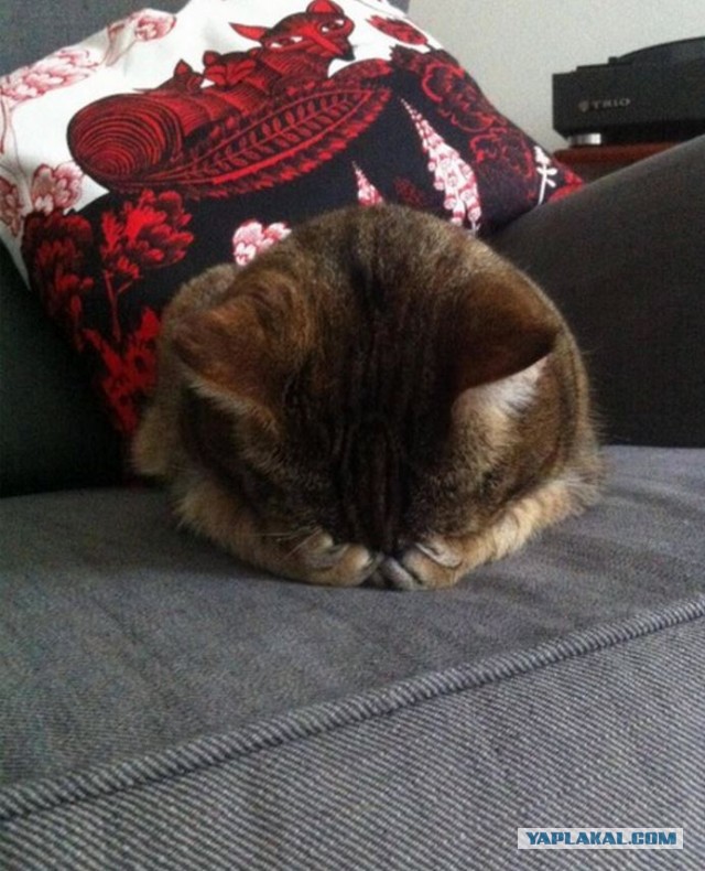 Секс попутчица