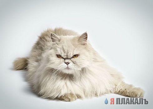 Коты, кошки, котята