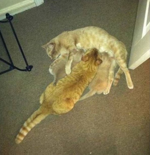 Котовторник - начало