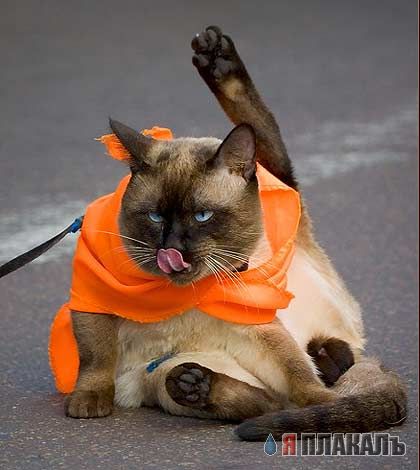 Котовторник!