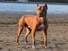 Страшно красивые терьеры