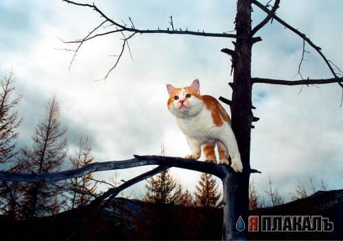 Адинакавости