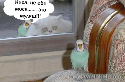 Барсик и Кеша (жесть)