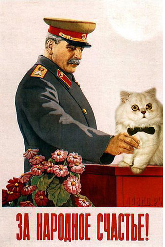 Котовторник: лента прикольных котов на 05.02!